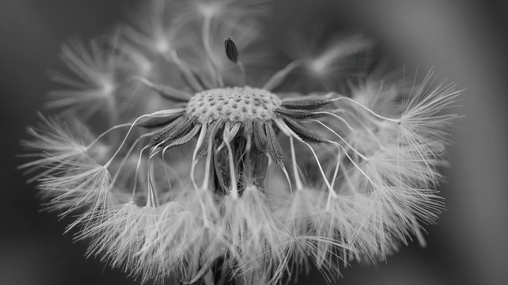 A germinating seed rendered as a fine editorial illustration